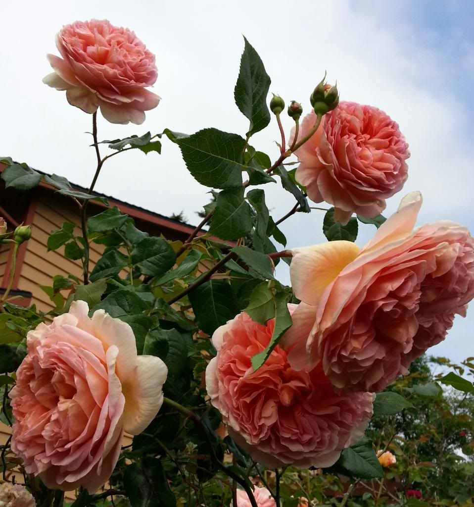  photo 20140601_095935-1_zpsgwib06po.jpg